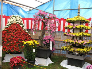 文化センター前での菊花展の様子