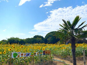 沢山のひまわりが咲いている